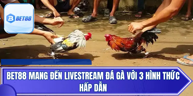 Bet88 mang đến livestream đá gà với 3 hình thức hấp dẫn